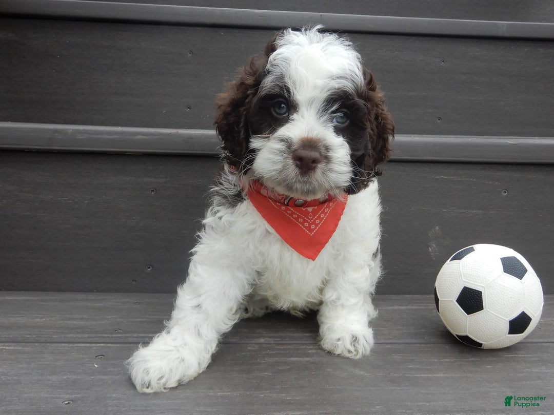 Cockapoo dogs for sale: Patches - Image 11