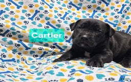 Cane Corso dogs for sale: Christian Dior - Image 1