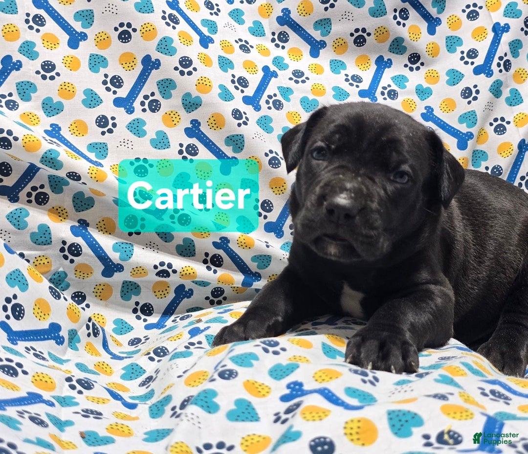 Cane Corso dogs for sale: Christian Dior - Image 1