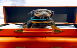 Doberman Pinscher dogs for sale: Persephone - Image 1