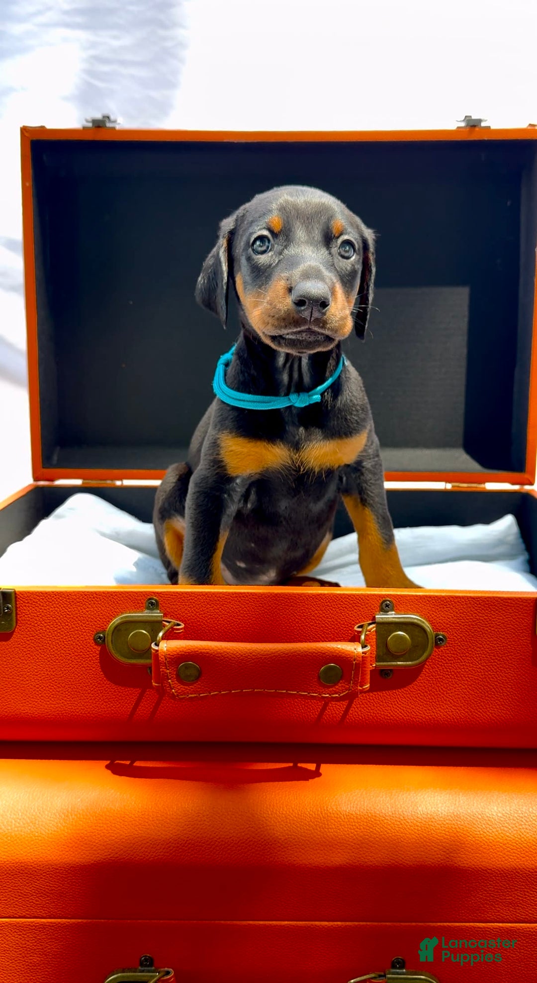 Doberman Pinscher dogs for sale: Persephone - Image 1