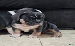 English Bulldog dogs for sale: English Bulldog 3 puppies - Image 8