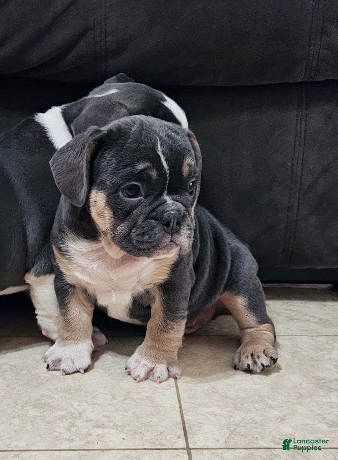 English Bulldog dogs for sale: English Bulldog 3 puppies - Image 8