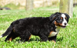 Bernese Mountain Dog dogs for sale: Bluebell - Image 7