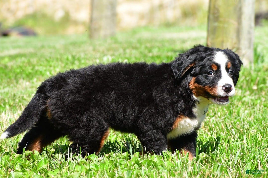 Bernese Mountain Dog dogs for sale: Bluebell - Image 7