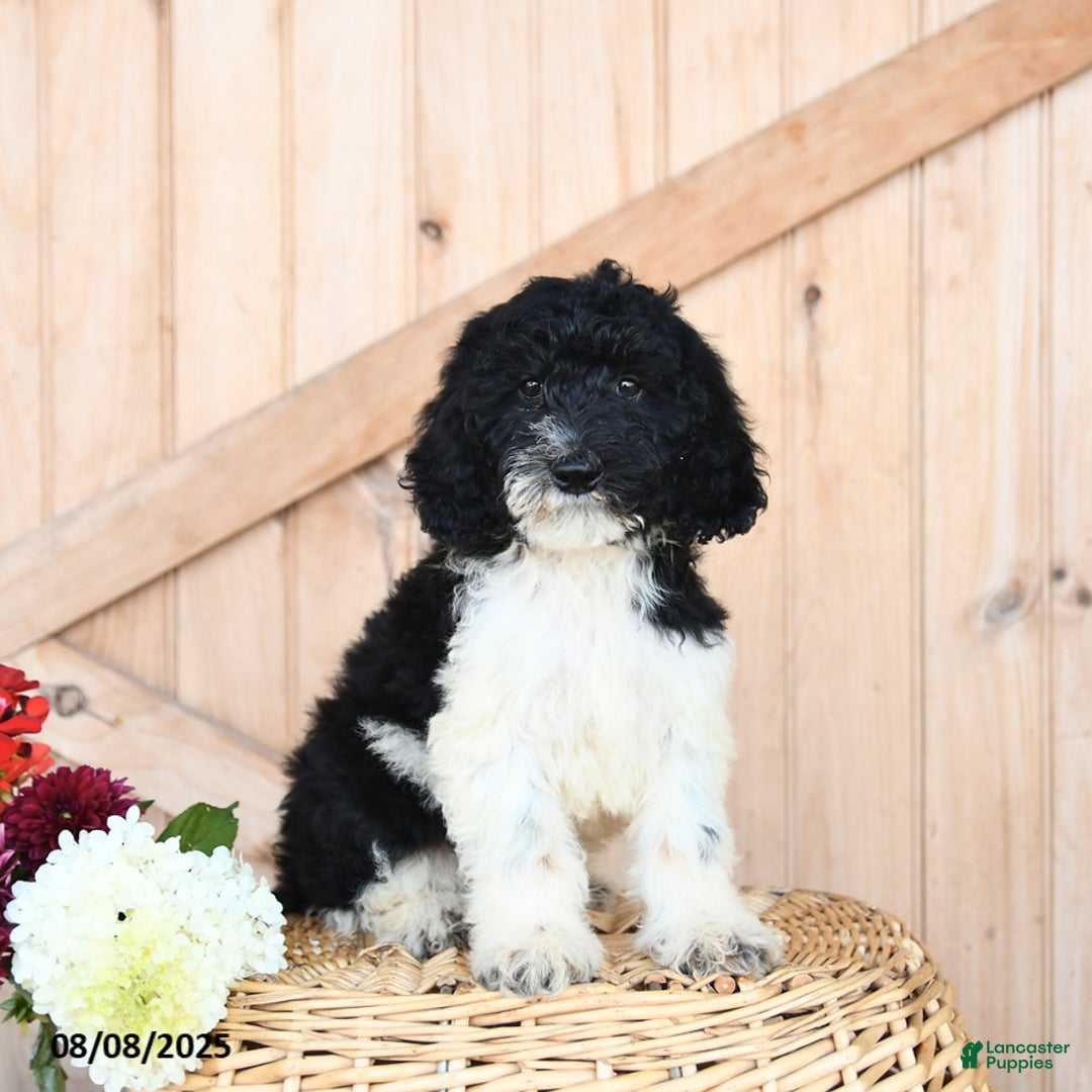 Miniature Poodle dogs for sale: Twix - Image 2