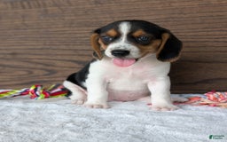 Beagle dogs for sale: Toby - Image 9