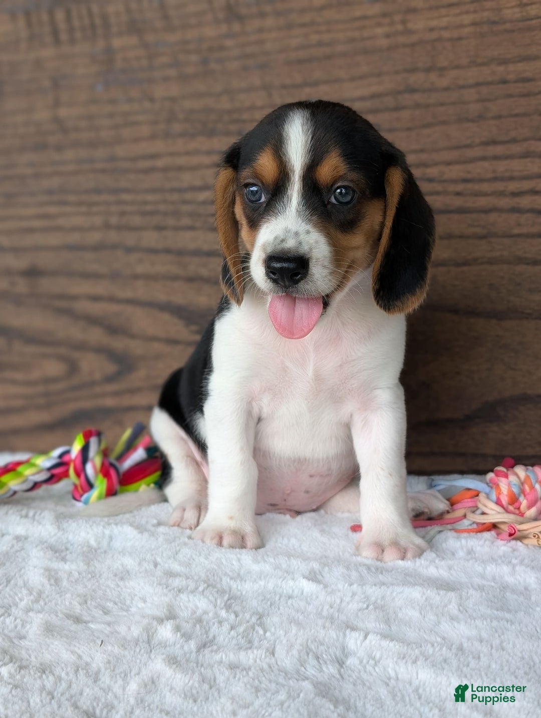 Beagle dogs for sale: Toby - Image 9