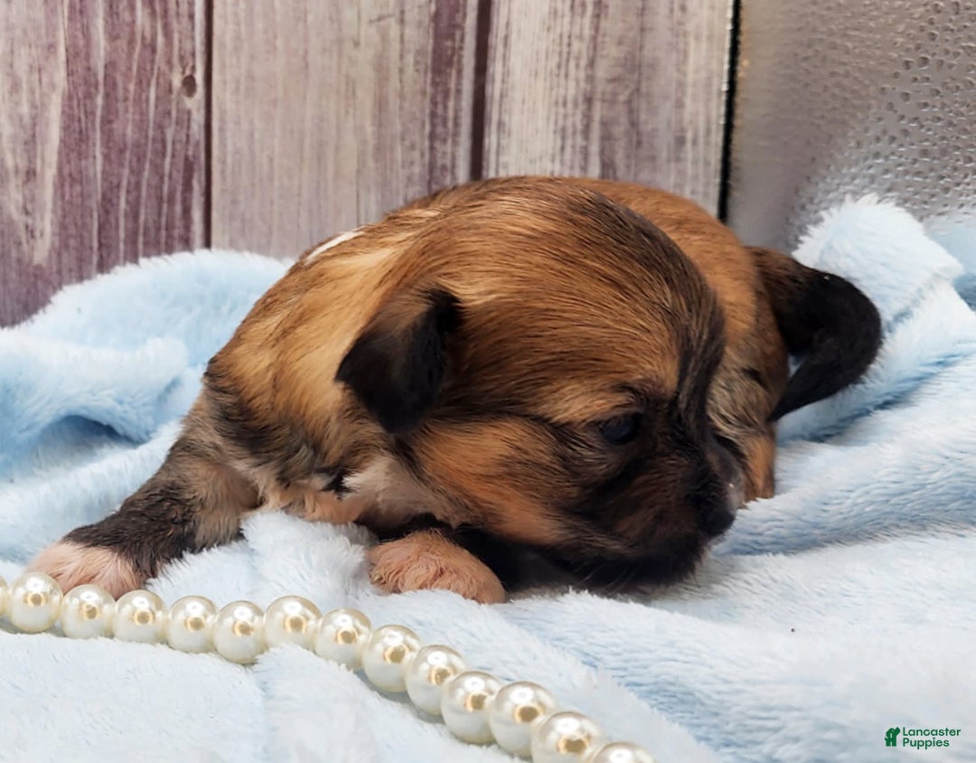 Chinese Crested dogs for sale: April - Image 5