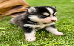Pomsky dogs for sale: Iris - Image 1