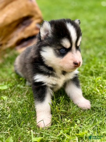 Pomsky dogs for sale - Ad 1