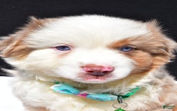 Miniature Australian Shepherd dogs for sale: Jamie - Image 9