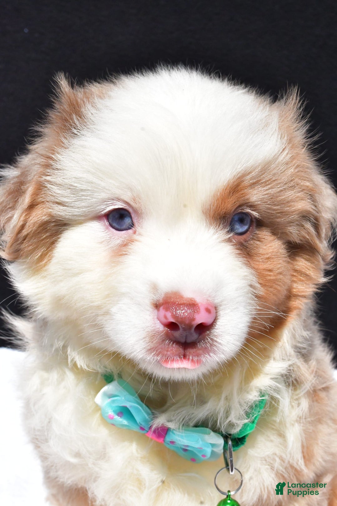 Miniature Australian Shepherd dogs for sale: Jamie - Image 9