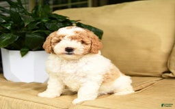 Mini Goldendoodle dogs for sale: Heidi - Image 2