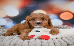 Cavapoo dogs for sale: Elvis - Image 5