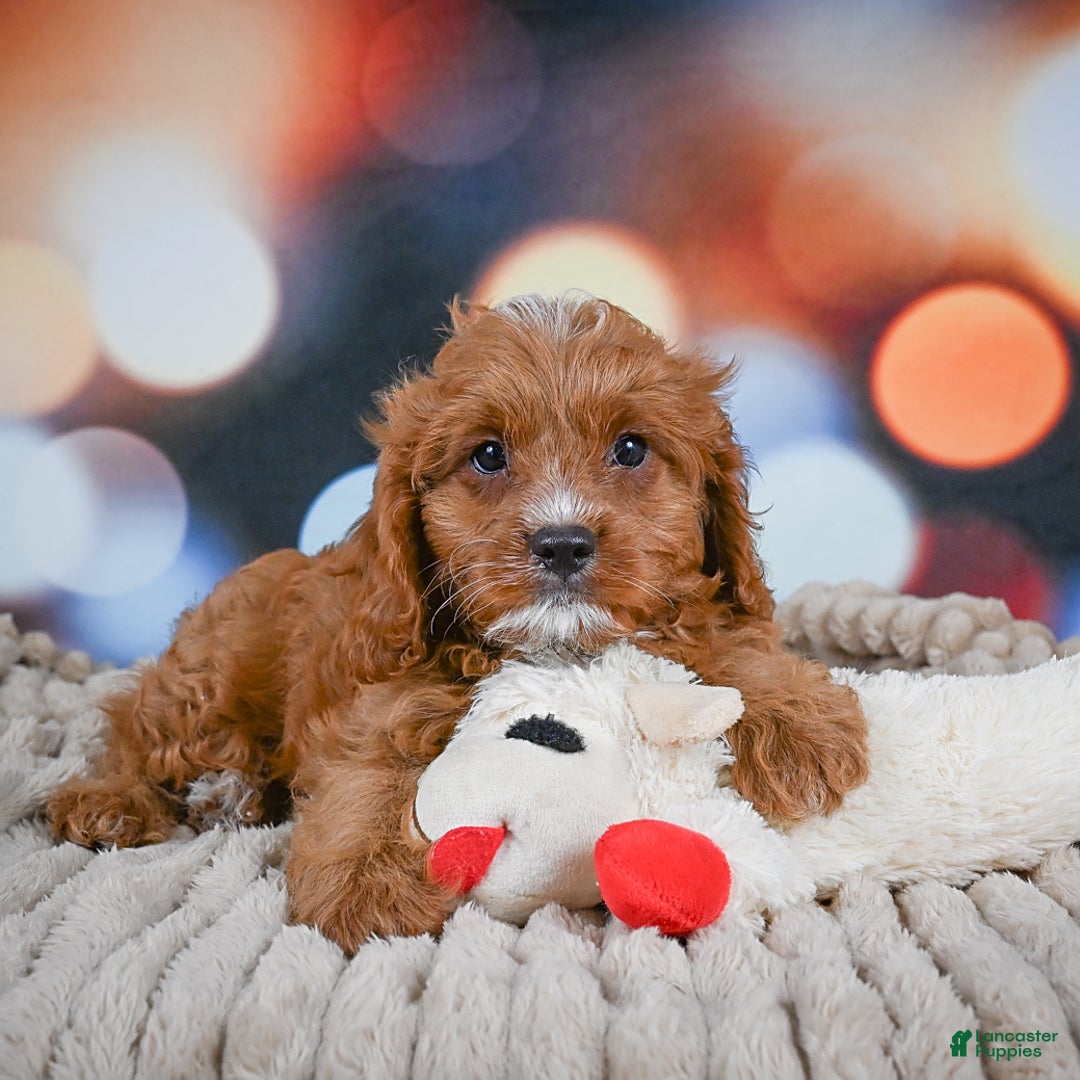 Cavapoo dogs for sale: Elvis - Image 5