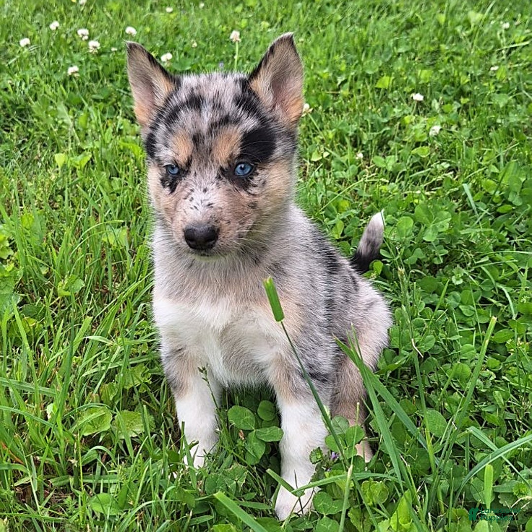 Gerberian Shepsky dogs for sale: Nova - Image 2