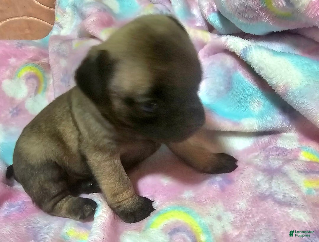 Pug dogs for sale: Candy - Image 11
