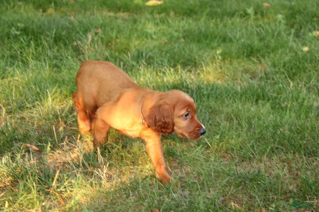 Irish Setter dogs for sale: Frances - Image 4