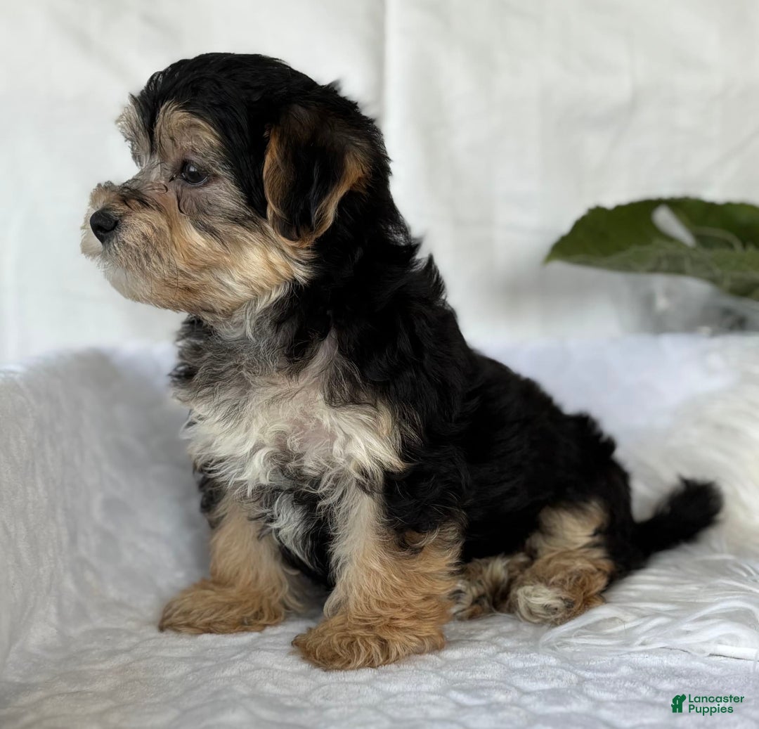 Morkie dogs for sale: LUKE - Image 7