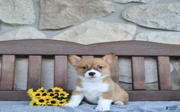 Welsh Corgi Pembroke dogs for sale: Brooke - Image 5