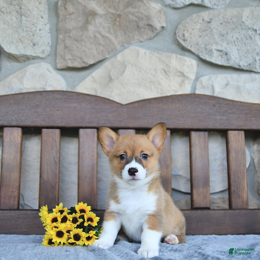 Welsh Corgi Pembroke dogs for sale: Brooke - Image 5