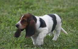 Basset Hound dogs for sale: Ida - Image 4