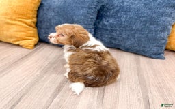 Havanese dogs for sale: Blaze - Image 2