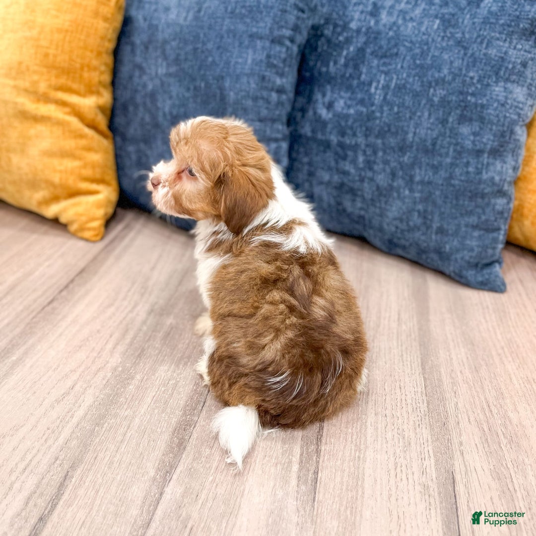 Havanese dogs for sale: Blaze - Image 2