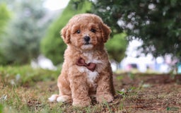 Maltipoo dogs for sale: Tobias - Image 9