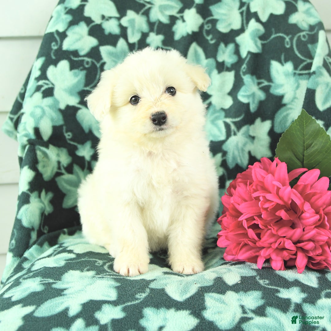 Eskipoo dogs for sale: Sweetheart - Image 3