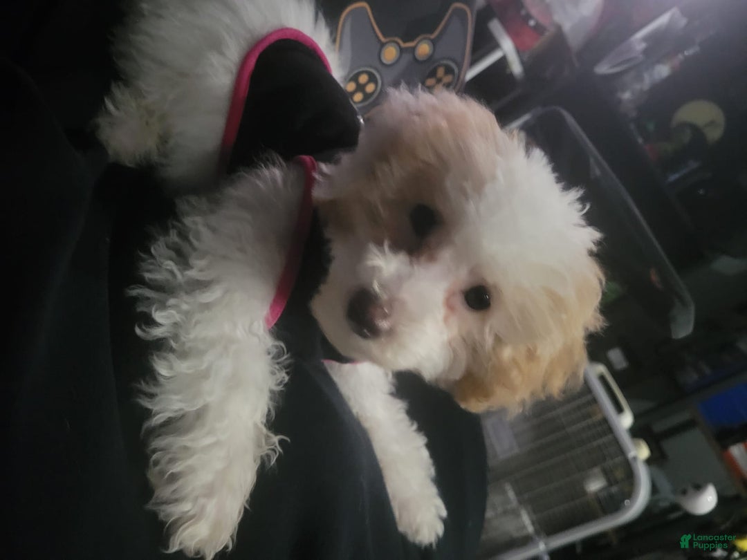 Toy Poodle dogs for sale: Nala - Image 5