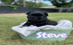French Bulldog dogs for sale: Steve - Image 1