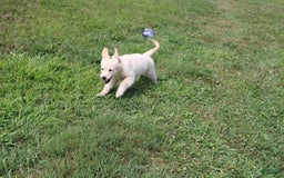 Golden Retriever dogs for sale: Costa - Image 4