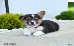 Welsh Corgi Pembroke dogs for sale: Tessa - Image 5