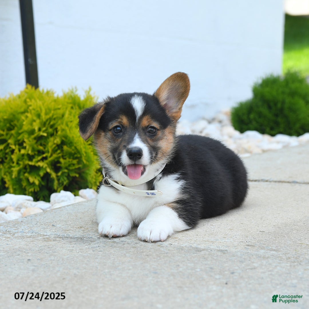 Welsh Corgi Pembroke dogs for sale: Tessa - Image 5