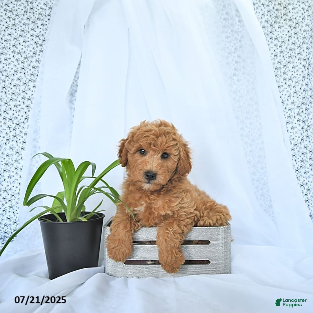 Mini Goldendoodle dogs for sale: Milo - Image 9