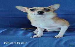 Chihuahua dogs for sale: Peanut - Image 10