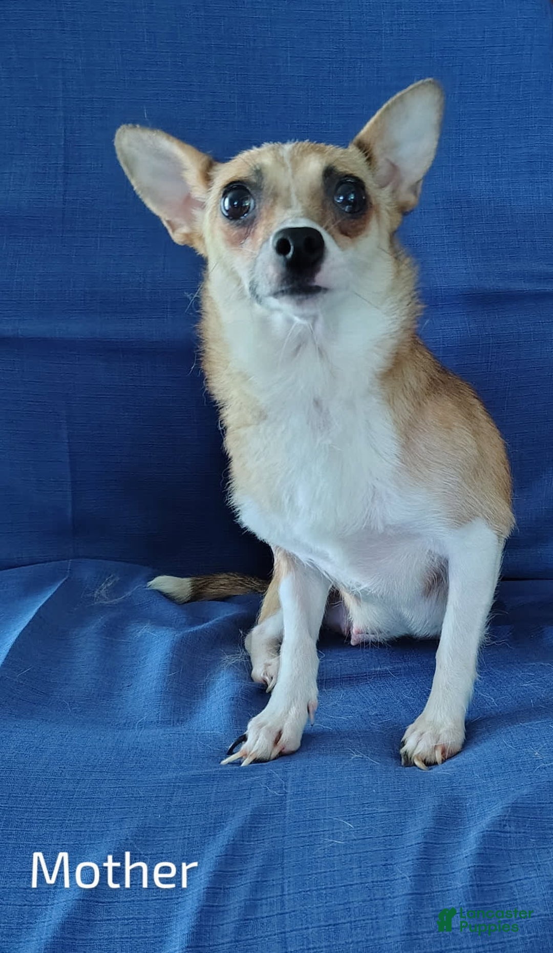Chihuahua dogs for sale: Peanut - Image 10