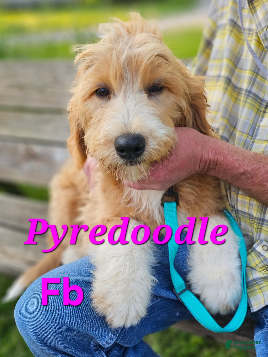 Great Pyrenees dogs for sale: Pyredoodle Fb - Image 13