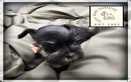 Miniature Schnauzer dogs for sale: Fern - Image 2
