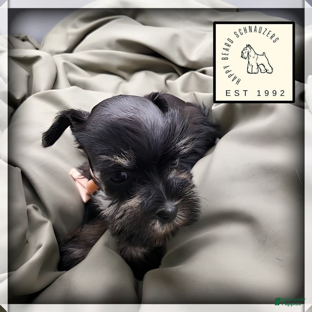 Miniature Schnauzer dogs for sale: Fern - Image 2