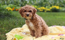 Yorkiepoo dogs for sale: Max - Image 5