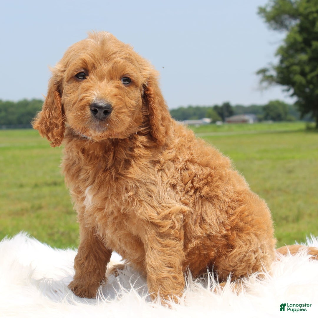 Irish Doodle dogs for sale: Vallen - Image 2