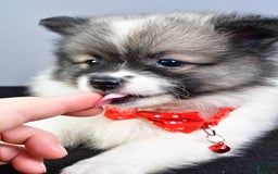Pomeranian dogs for sale: Sanford - Image 8