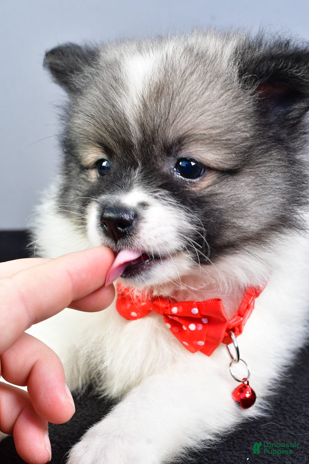 Pomeranian dogs for sale: Sanford - Image 8