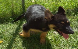 German Shepherd dogs for sale: Heidi - Image 16