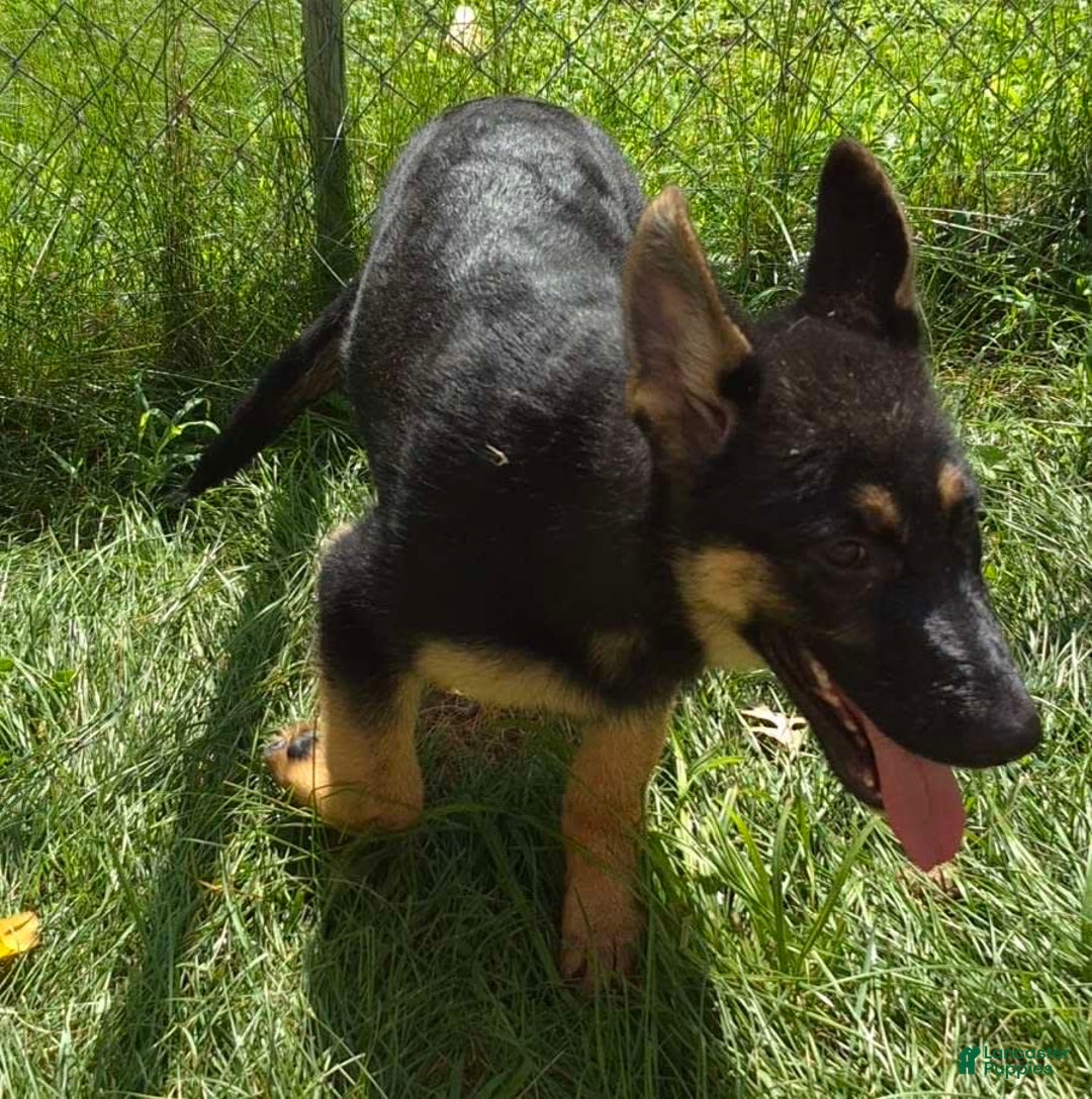 German Shepherd dogs for sale: Heidi - Image 16