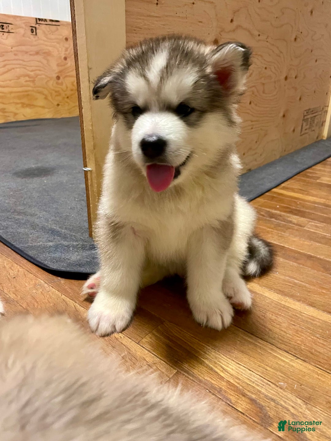 Alaskan Malamute dogs for sale: Yukon - Image 1