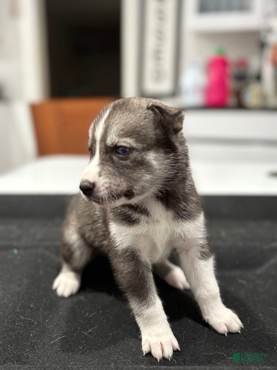 Siberian Husky dogs for sale: Yellow - Image 1